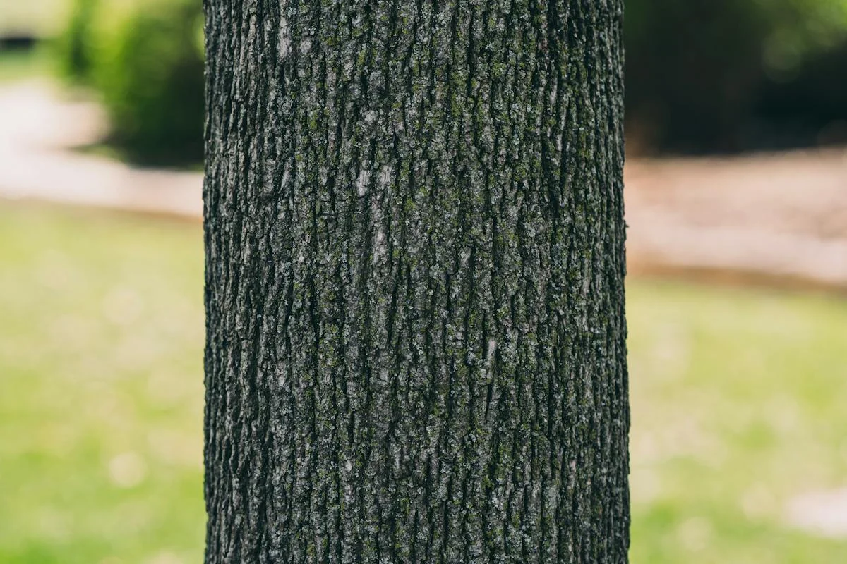 Hickory-Baum (Carya ovata) mit charakteristisch ablösender Rinde
