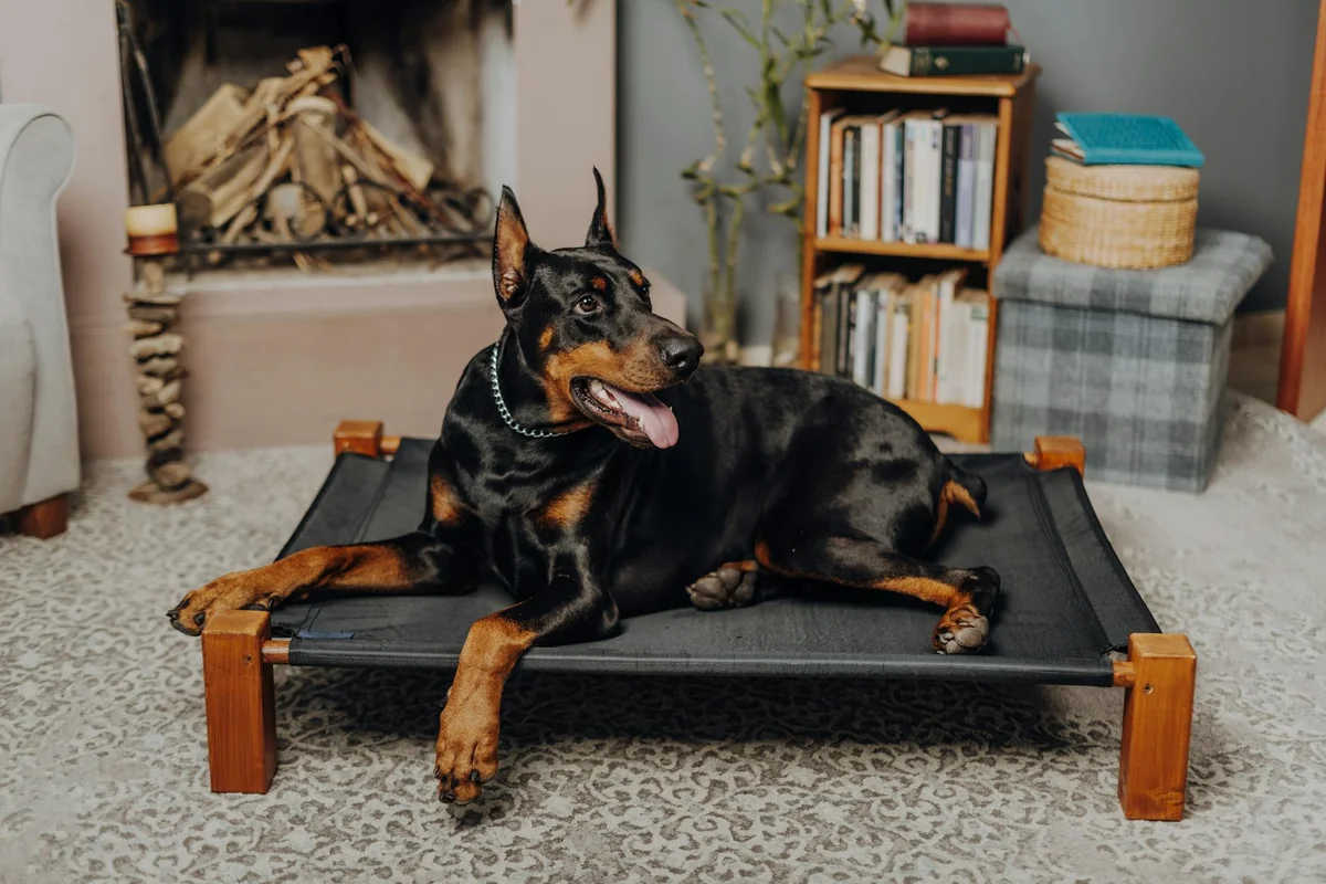 Dobermann auf einem erhöhten Hundebett aus Holz mit warmem Holzrahmen in gemütlichem Wohnzimmer