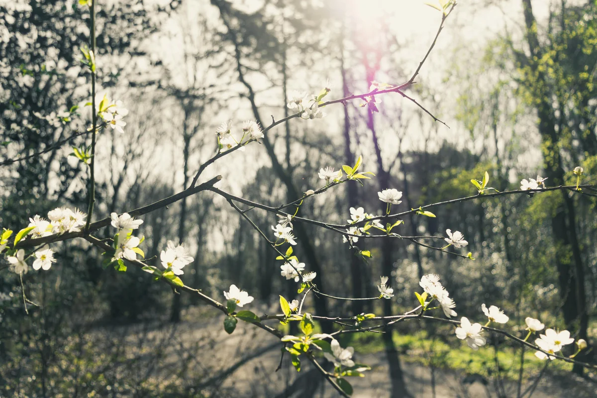 Kirschblüten im Frühjahrslicht – der Kirschbaum als Ursprung des charakteristischen Kirschholzes