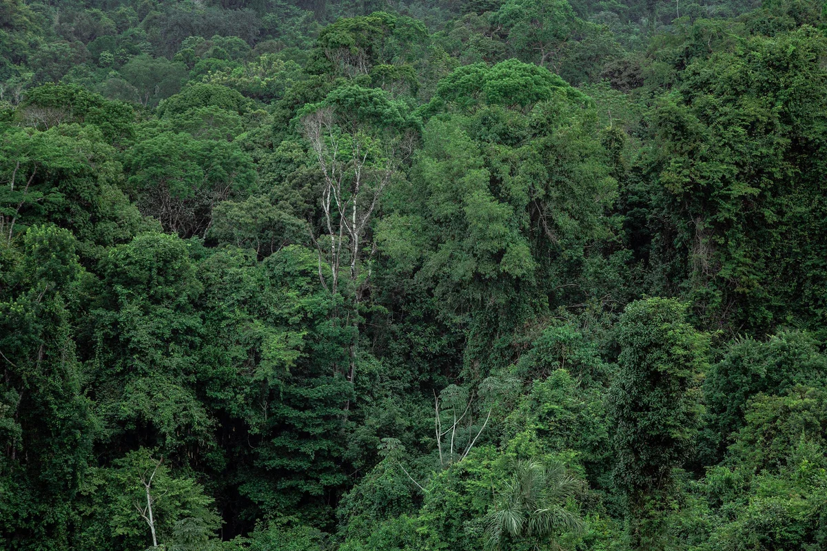 Tropischer Regenwald mit Mahagonibaeumen (Swietenia macrophylla) in Mittelamerika