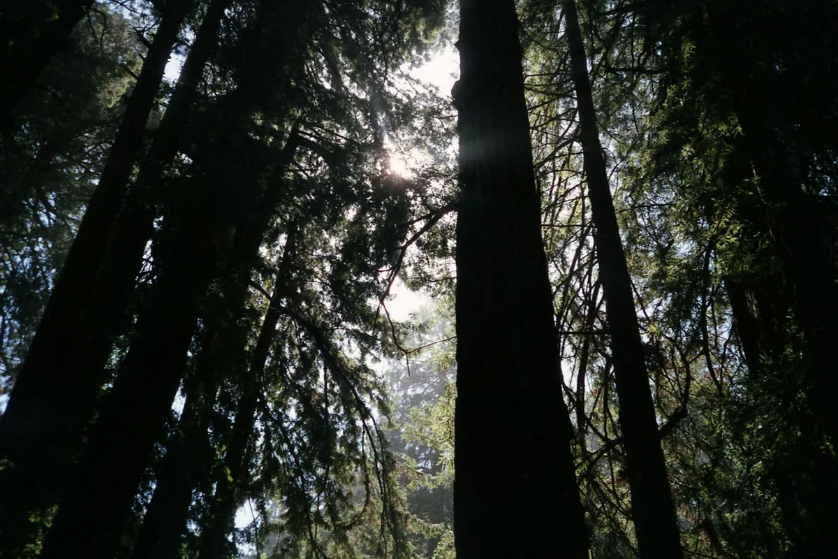Küstenmammutbaum im Redwood-Wald Californiens — Sonnenlicht filtert durch die Baumkronen