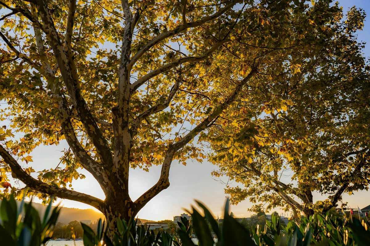 Bergahorn-Baum im Herbst — der Ursprung des seltenen Riegelahorns