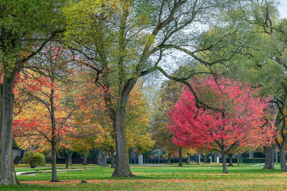 Roteichenbaum im Herbst mit leuchtend rotem Laub in sonnendurchflutetem Park