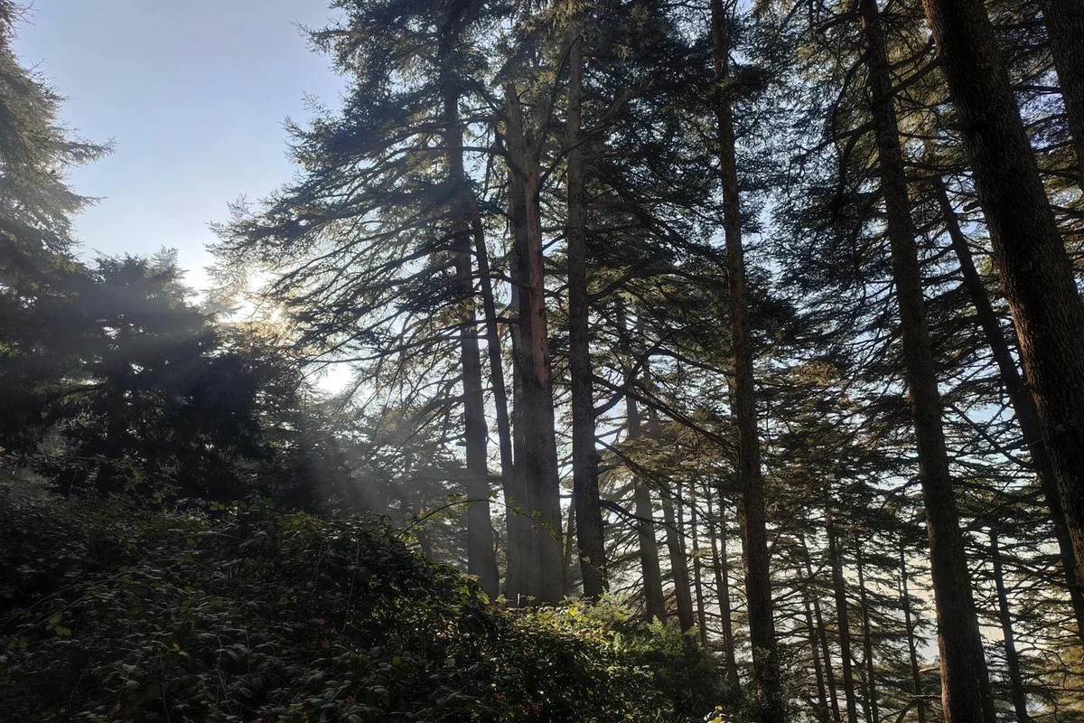 Zederwald im Atlasgebirge Algerien mit Sonnenlicht