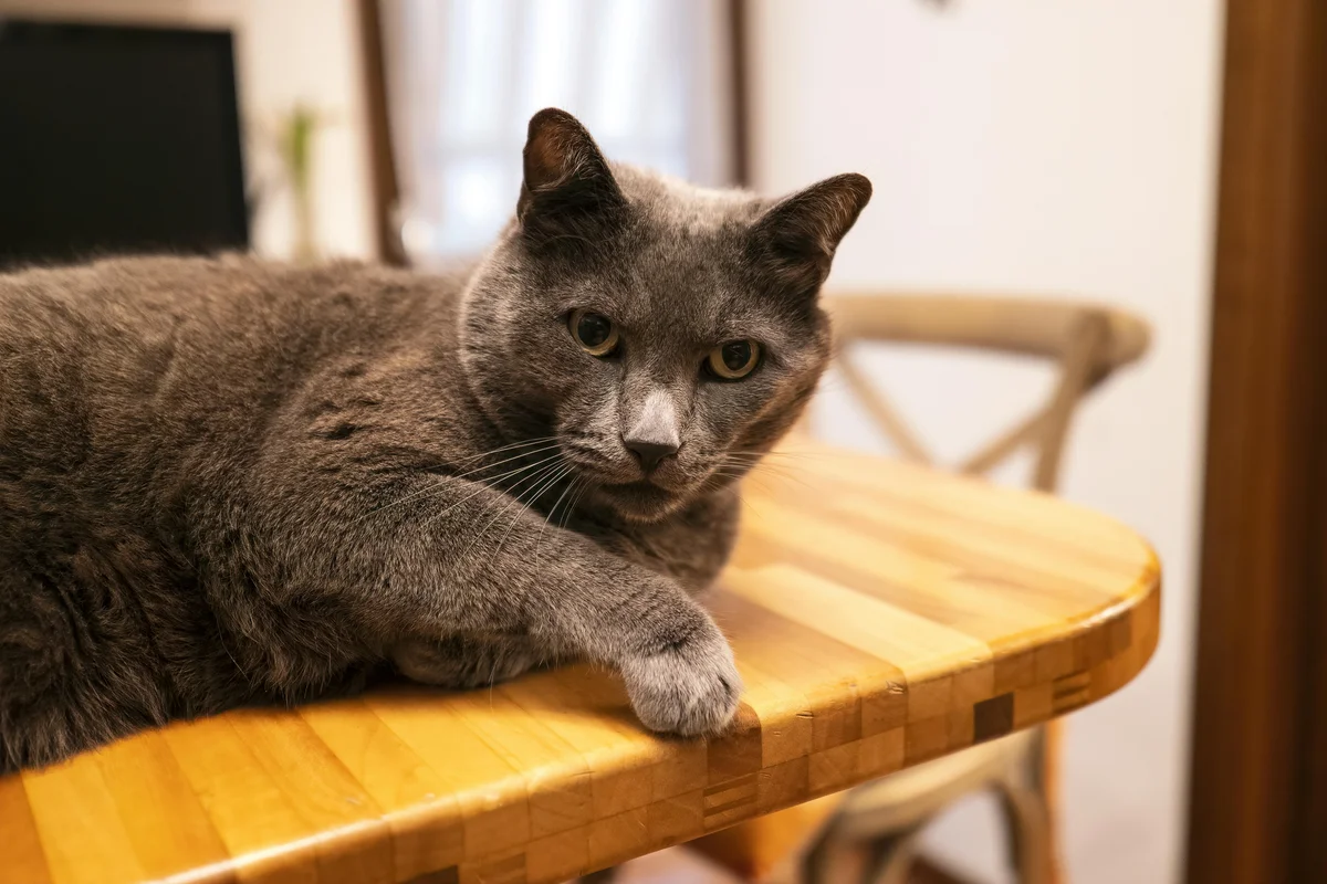 Grauer Kater liegt entspannt auf einem Holztisch in einem modernen Wohnraum