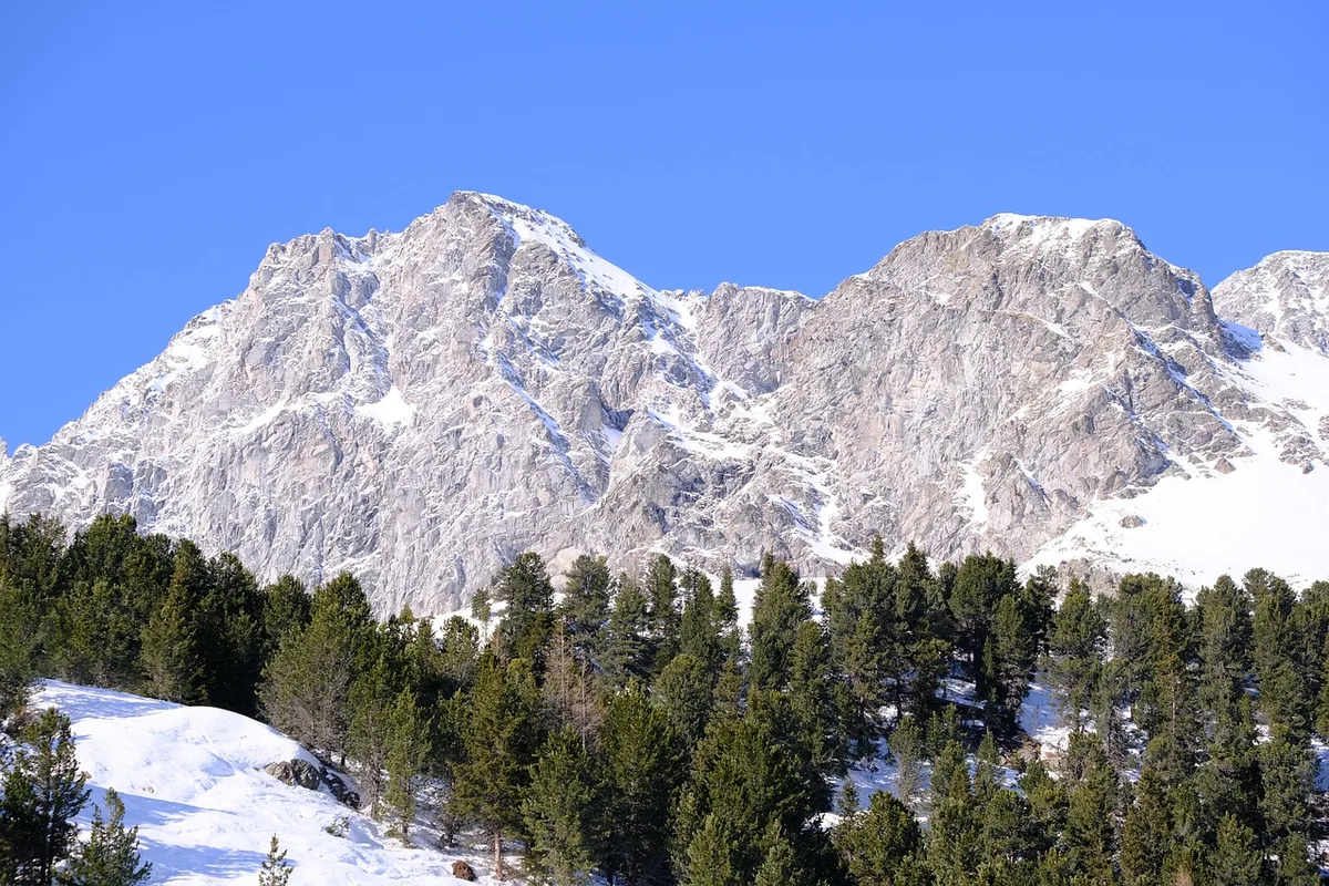 Zirbenwald an der Baumgrenze im Hochgebirge vor schneebedeckter Felskette.